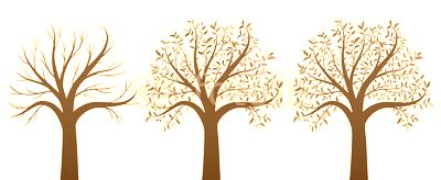 Four seasons trees on white background vector