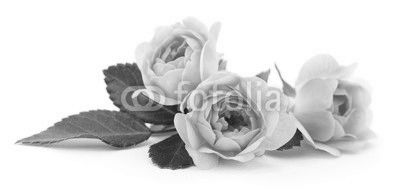 Beautiful pink roses.