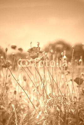 Corn poppies
