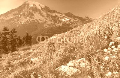 Wildflowers of the Cascades