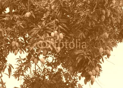 mango on tree