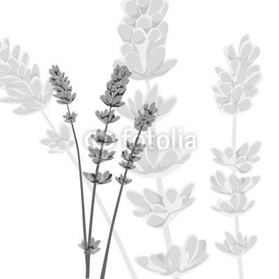 Lavender on isolated background, vector