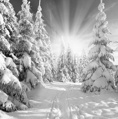 sonniger Winterwald