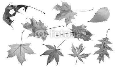 Fall and autumn leaves isolated on a white background collection