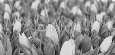 Beautiful bouquet of tulips.