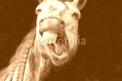 Laughing Horse Funny Happy White Smiling Teeth