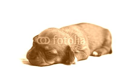 sad puppy