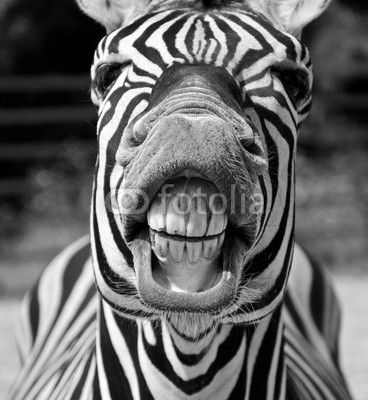 zebra smile and teeth