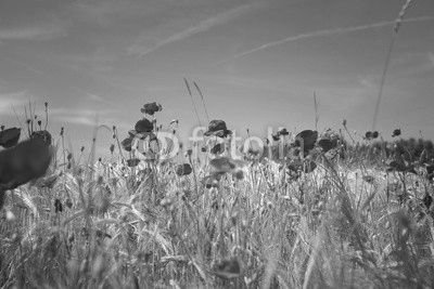 Corn poppies