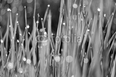 Dew on green grass