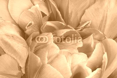 tulip