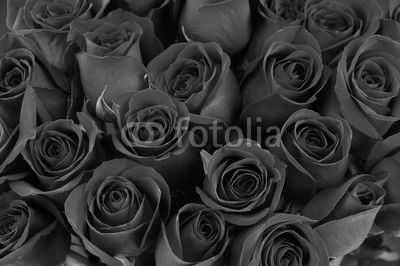 red rose background
