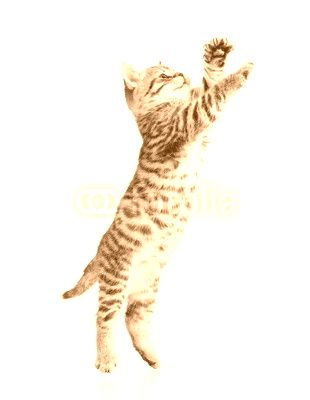 jumping scottish kitten