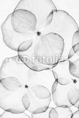 hydrangea petals isolated