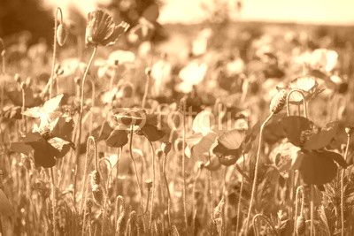 Poppy field