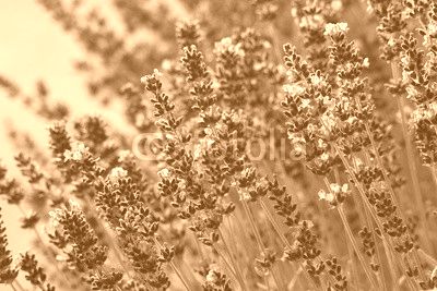 lavender flowers