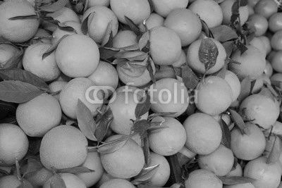 oranges with leaf after the harvest in the Mediterranean orchard