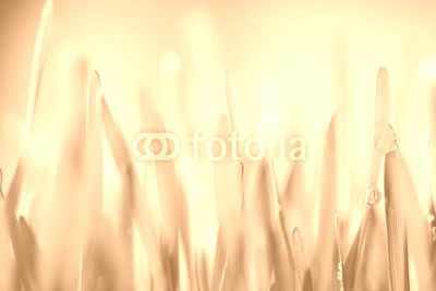 Detail of grass