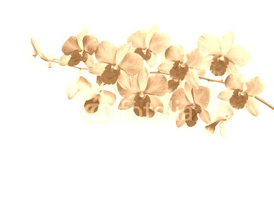Orchids on white background with clipping path