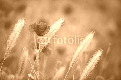 Klatschmohn im Frühling