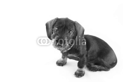 little puppie