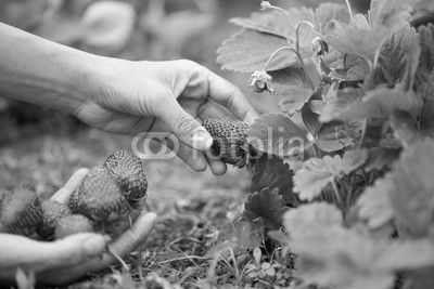 hands with fresh strawberries