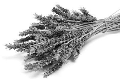 lavender flowers