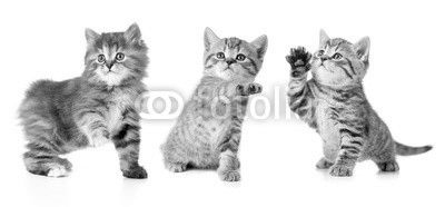 Set of various kittens with paw up isolated