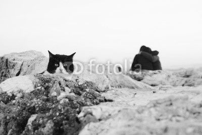 The cat between the cliff