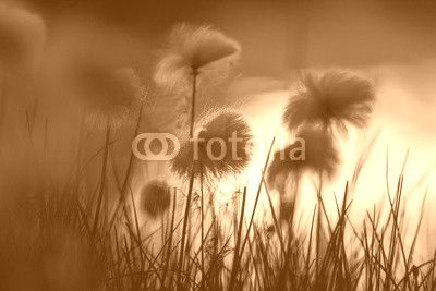 Arctic flowers