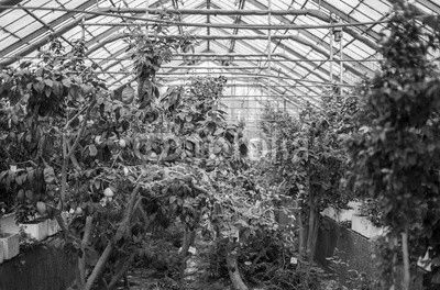 Ogród botaniczny