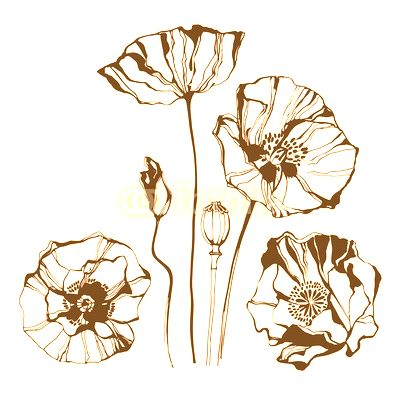 Poppy, isolated elements for design on a white background. 
Vector illustration.