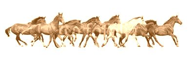 Herd of wild horses running isolated on white