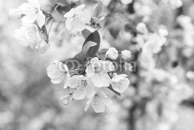 Apple Flower
