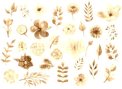 Watercolor floral elements set
