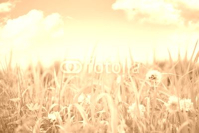 Summer meadow