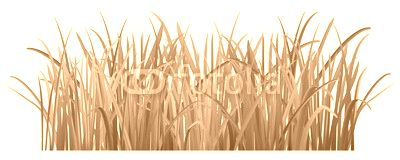 Green grass