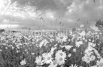 many chamomile flowers over blue sky
