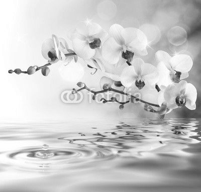 white orchids on water with drop
