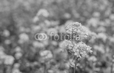 Closeup of blooming Field Mustard
