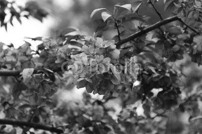 Pink Crab apple flowers