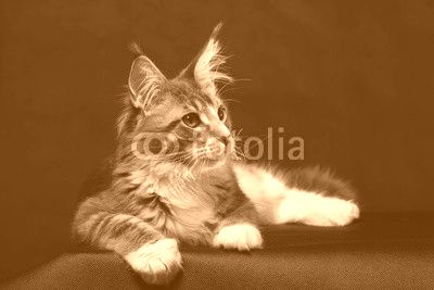 Kitten of Maine coon