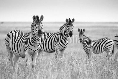 Zebras migration in Makgadikgadi Pans National Park - Botswana