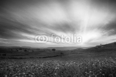 Campo di papaveri al tramonto 