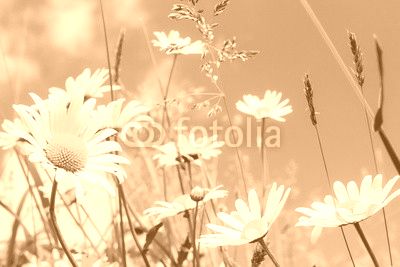 daisy flower field