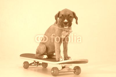 pup on skateboard