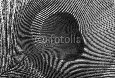 Peacock feather background