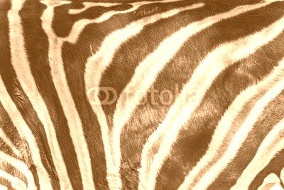 Zebra skin detail