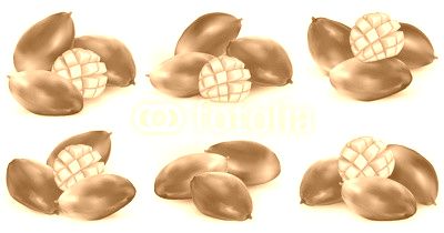 Set of mango illustration