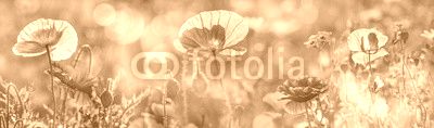 summer meadow with red poppies